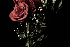 roses_001