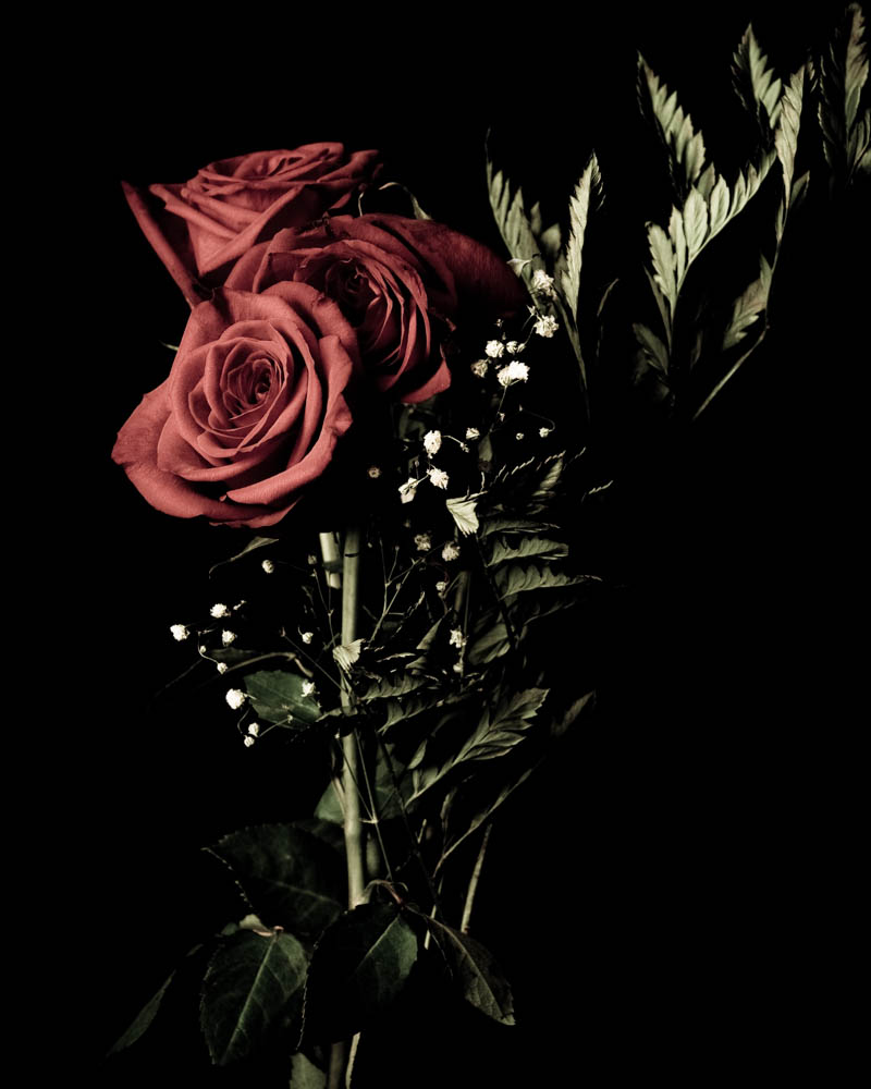 roses_001