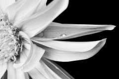 bwflower_001