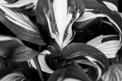 bwflower_003