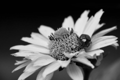 bwflower_004