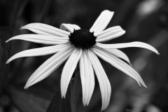 bwflower_005