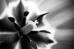 bwflower_006