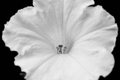 bwflower_007