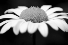 bwflower_008