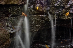 fall2010_001