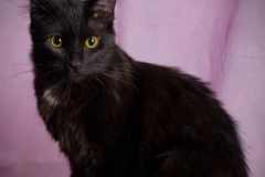 sootball-licorice_001