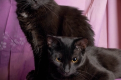 sootball-licorice_002