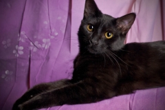 sootball-licorice_003